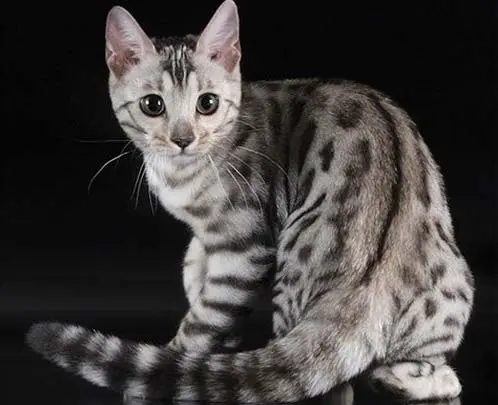стандарт окраса бенгальской кошки