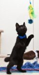Что нужно купить котенку Что нужно купить котенку