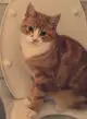 How To Train a Cat To Use The Toilet