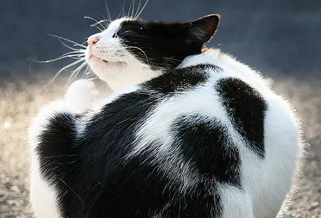 Блохи у котят 1-2 месяца - как вывести блох у котенка (Капли от блох)