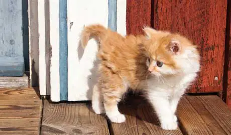 Клички для кошек: как можно назвать котенка-девочку, редкие, красивые, прикольные и легкие кошачьи имена в зависимости от цвета и породы
