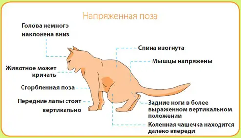 симптомы мочекаменной болезни у котов