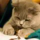 британская кошка - одна из самых умных пород кошек