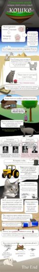 самые интересные факты о кошках