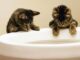 как выбрать наполнитель для кошачьего туалета