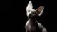 smartest cat breed - canadian sphynx