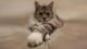 How long do cats live