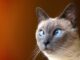 сиамская кошка с голубыми глазами