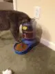 как переводить котенка на сухой корм