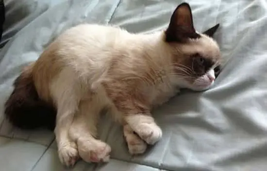 самая грустная кошка в интернете Тард