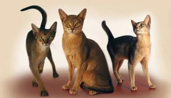 Абиссинская кошка - лучшие породы кошек для дома
