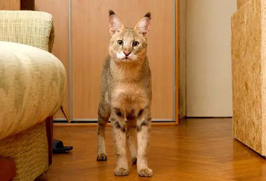 самые дорогие породы кошек Чаузи