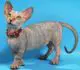Minskin - an ugly cat breed