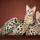 Largest Domestic Cat Breeds