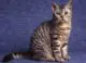 Американская жесткошерстная кошка самая редкая порода кошек