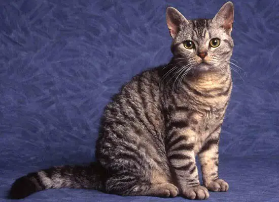 Американская жесткошерстная кошка самая редкая порода кошек