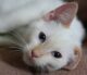 кремовый окрас тайская кошка