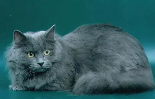 серая сибирская кошка