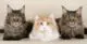 коты породы Мейн-кун фото
