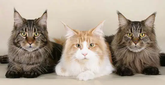 Любят сидеть на руках: ТОП-5 самых ласковых пород кошек