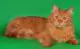 Siberian cat - cat breeds with photos and names