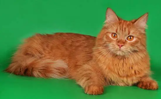 рыжий сибирский кот фото