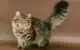The Siberian cat is a hypoallergenic breed