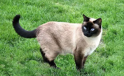 тайская короткошерстная кошка