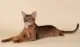 Abyssinian cat - cat breeds with photos and names