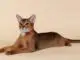абиссинская кошка - породы кошек с фото и названиями
