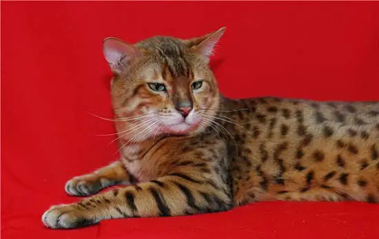 бенгальская кошка фото - красивые породы кошек