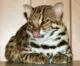 How to Name a Bengal Kitten