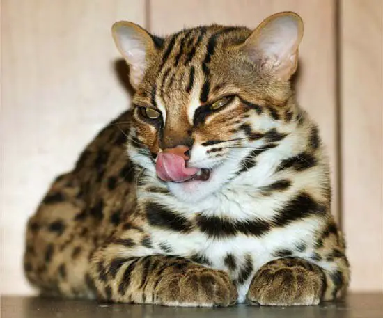 бенгальская кошка фото сколько стоит в россии