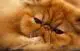 рыжий персидский котенок фото