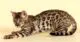 леопардовая бенгальская кошка - фото кошек разных пород