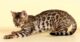 spotted cat breeds