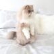 двухцветная пушистая персидская кошка