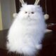 пушистая белая персидская кошка фото