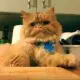 рыжая персидская кошка фото