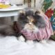 трехцветный персидский котенок сколько стоит