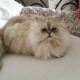 персидская шиншилла кошка фото