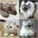 персидские котята и коты