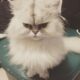 шиншилла персидская кошка фото