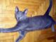 русский голубой котенок фото