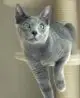 серый окрас русский голубой кот фото
