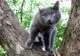 серая русская голубая кошка фото
