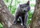 Gray Cat Breeds with Pictures & Explanations