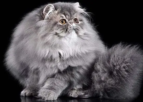 серый персидский кот фото