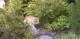 экзотическая короткошерстная кошка фото