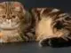 экзот - породы кошек с фотографиями и названиями пород